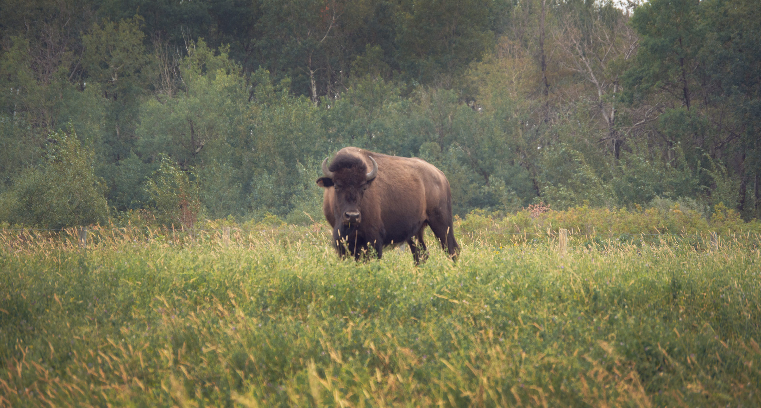 Buffalo in a field.